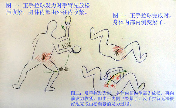 乒乓球技术：正手弧圈和反手弧圈可兼得吗？